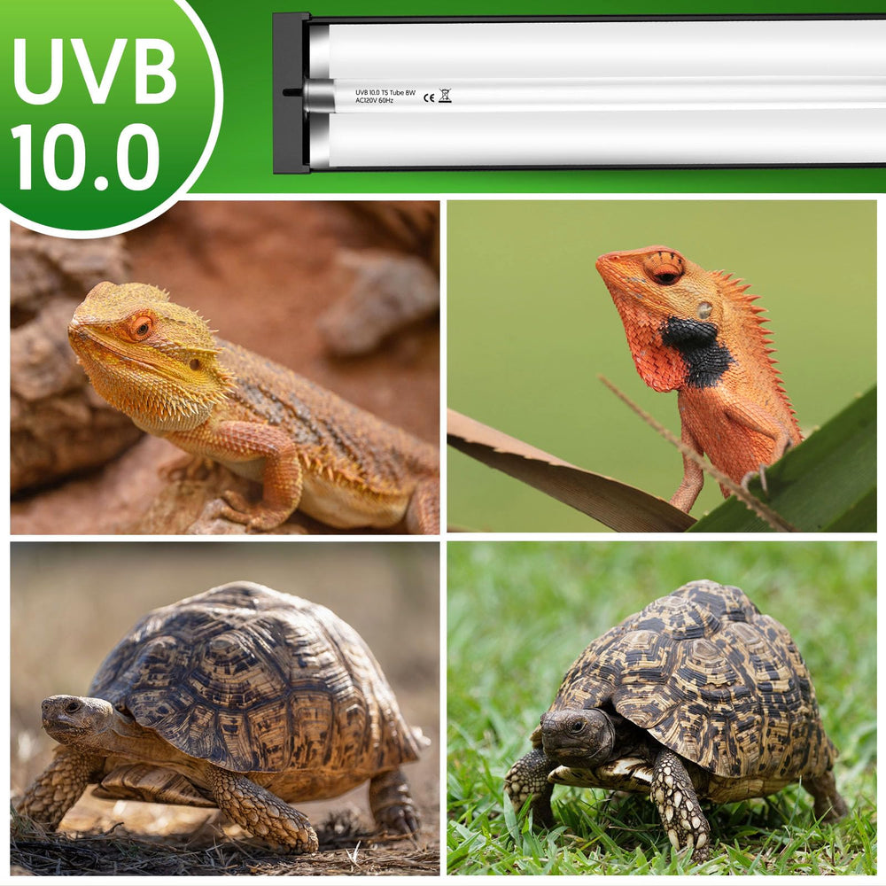 QZQ T5 UVB reptile lighting kit improving enclosure lighting and color.