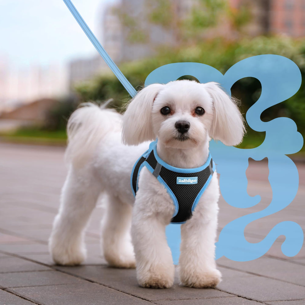 Rabbitgoo all-day comfort design keeps pups relaxed during longer outings.