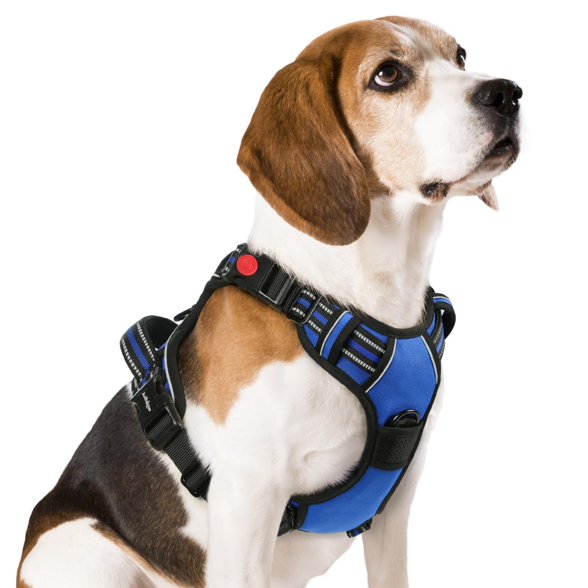 Rabbitgoo dog harness with adjustable straps offers a customizable fit for growing medium-sized dogs.