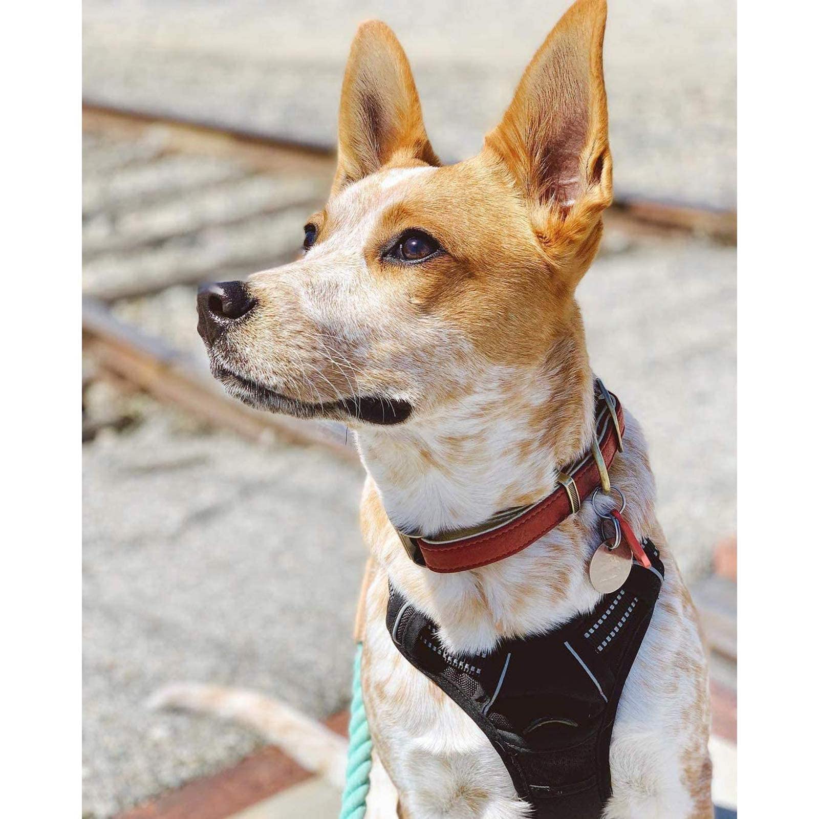 rabbitgoo dog harness medium size black for daily use