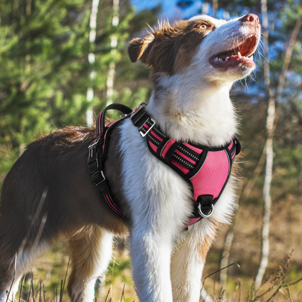 Rabbitgoo reflective strips boost visibility during evening walks.