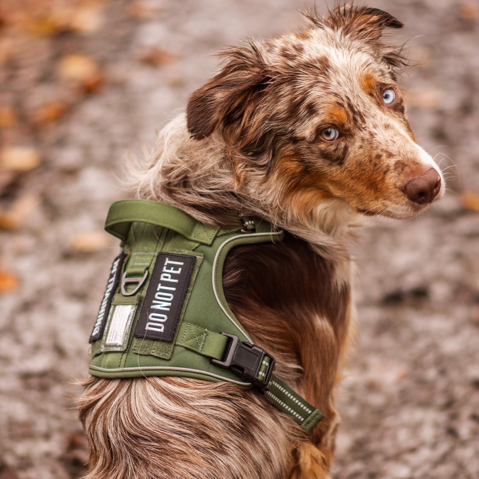 Rabbitgoo dog harness Molle system with side panels for accessories.