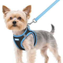 Rabbitgoo XS step-in harness shown on small dog for all-day comfort.