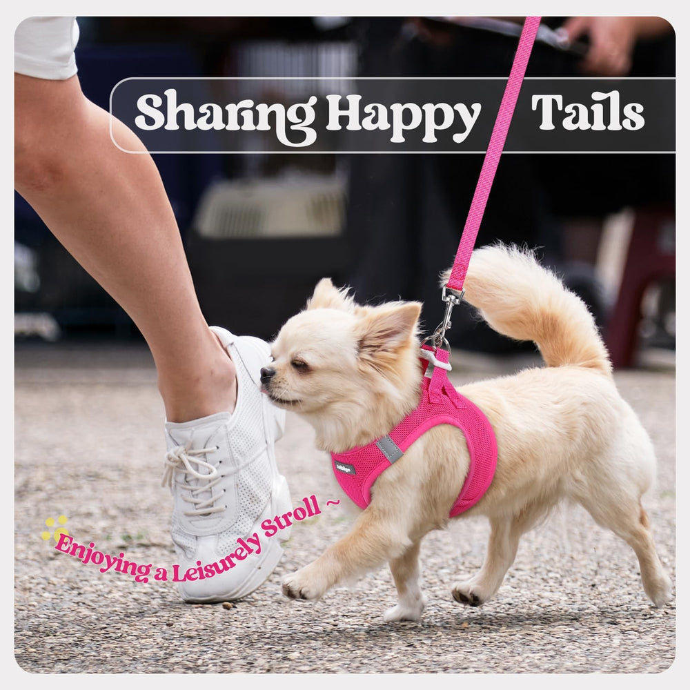 Rabbitgoo leash with palm-friendly handle and anti-tangling clip.