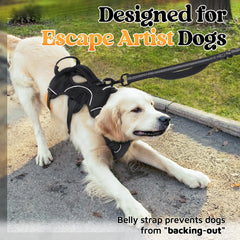Rabbitgoo Lift Handle on large dog harness provides quick assistance over obstacles