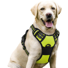 Rabbitgoo no-pull harness green side view for smoother daily walks
