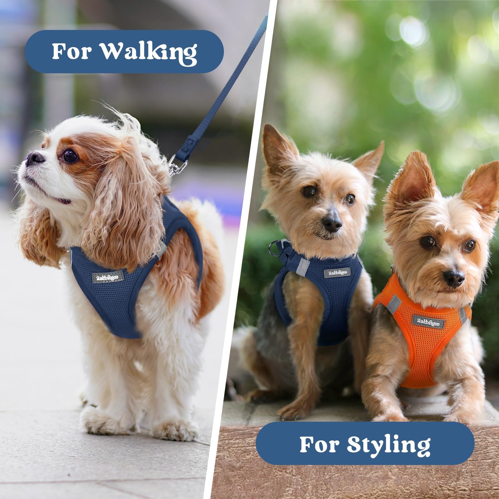 Rabbitgoo small dog harness in use puppy walk demonstrates secure step in wear