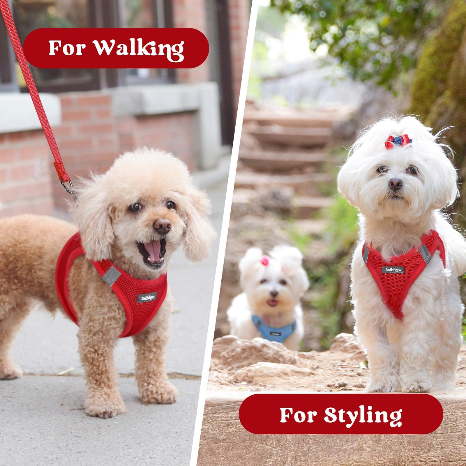 Rabbitgoo small dog harness M red model wearing during a walk.