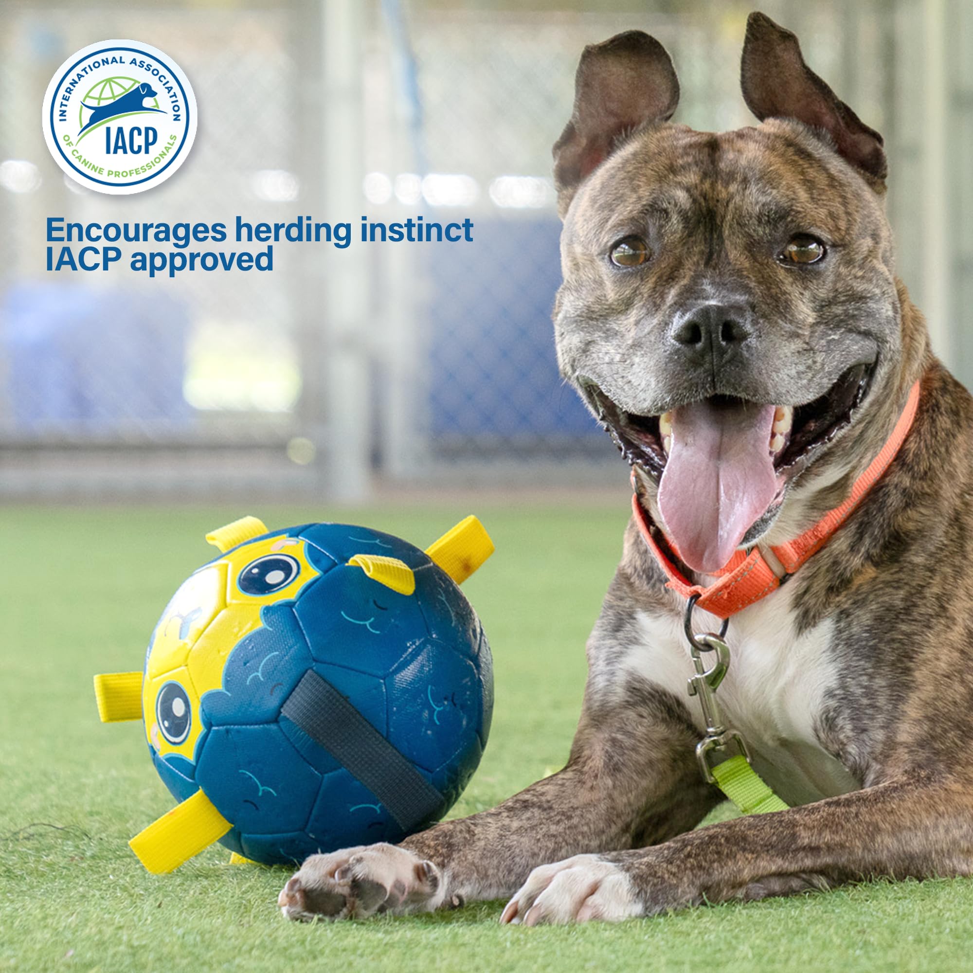 Race&Herd 8in Jolly Soccer Ball blue tough-construction—indestructible feel for chewers and tugging.