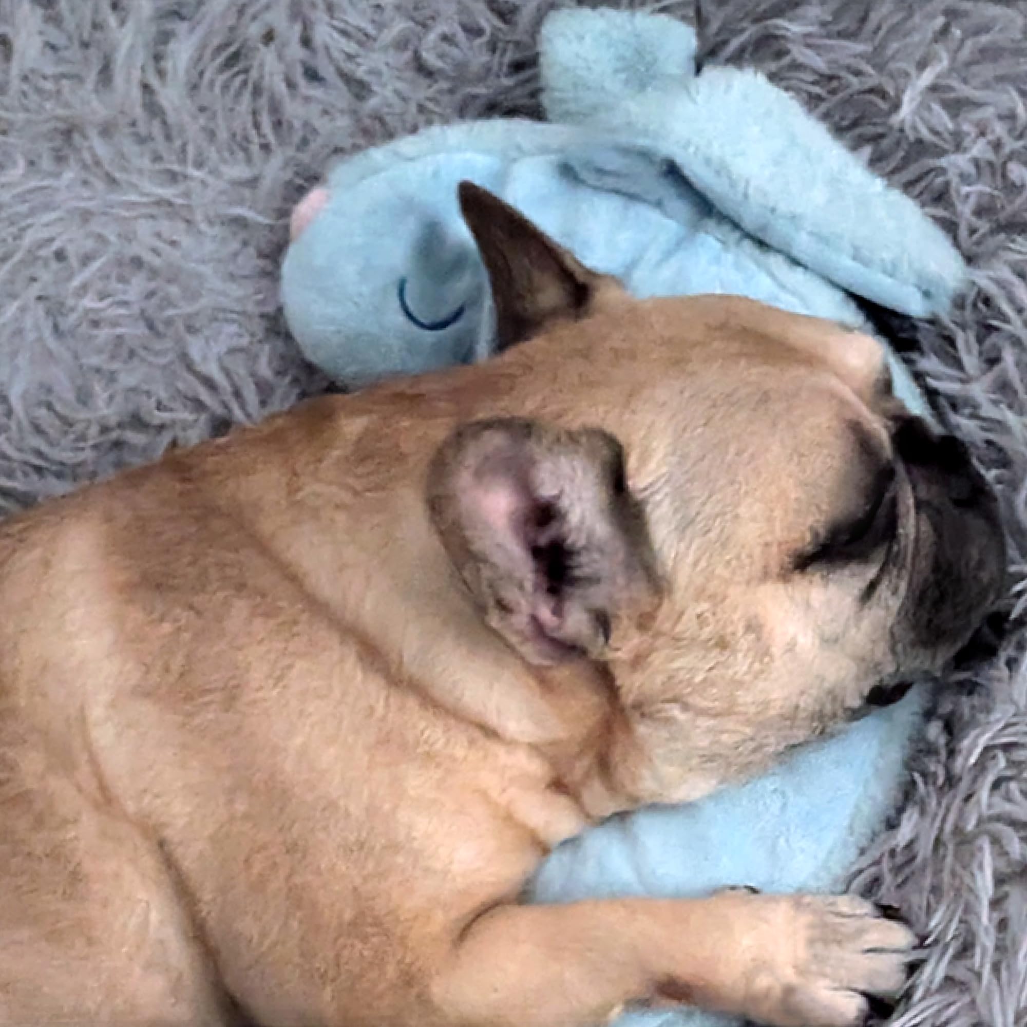 Race&Herd CuddleBun heartbeat puppy toy in crate-training use