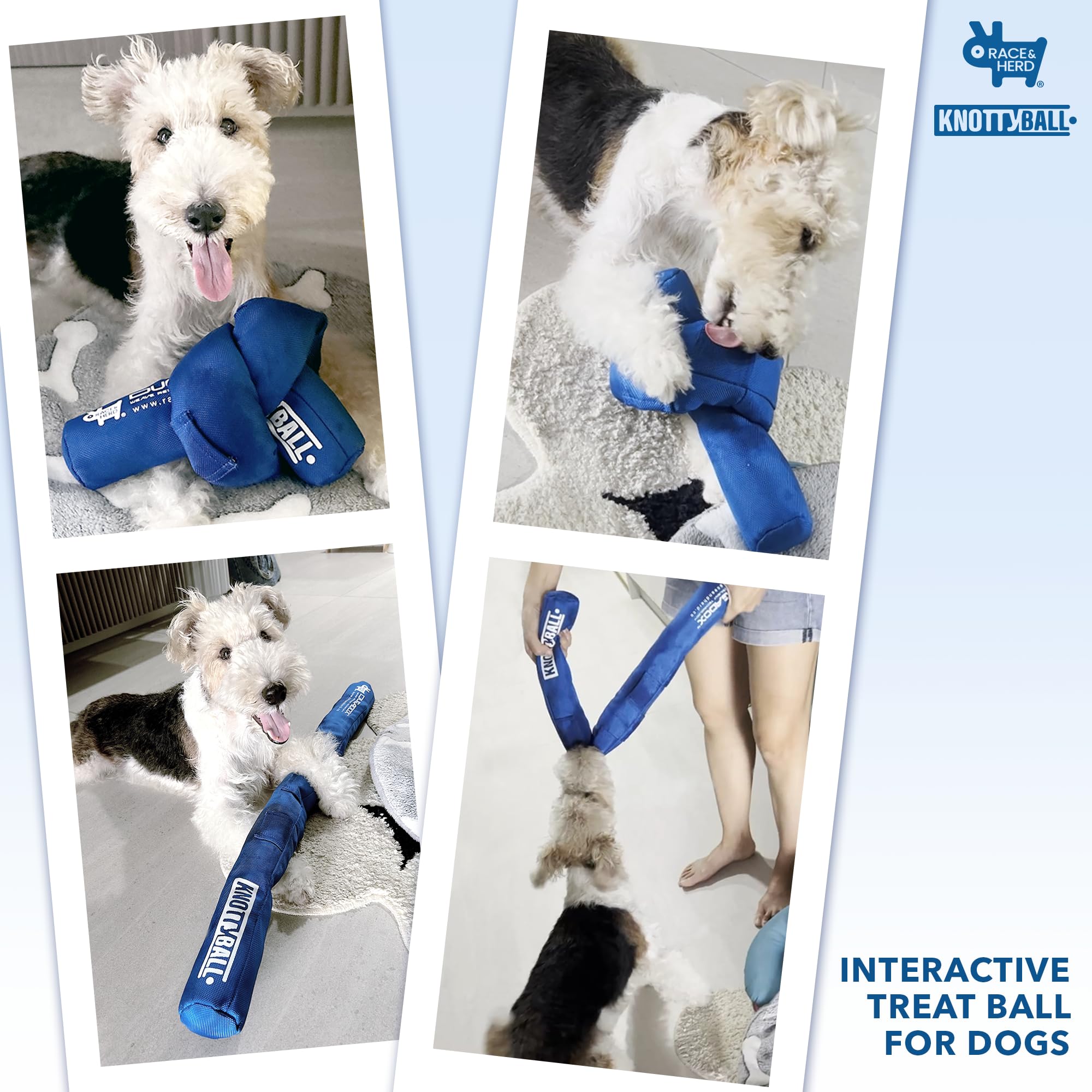 Race&Herd KnottyBall interactive play session for dogs.