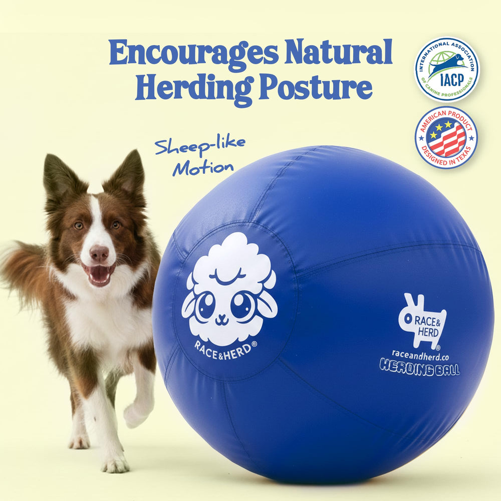 RaceHerd blue XXL Herding Ball on grass boosts fetch sessions and energy burn.