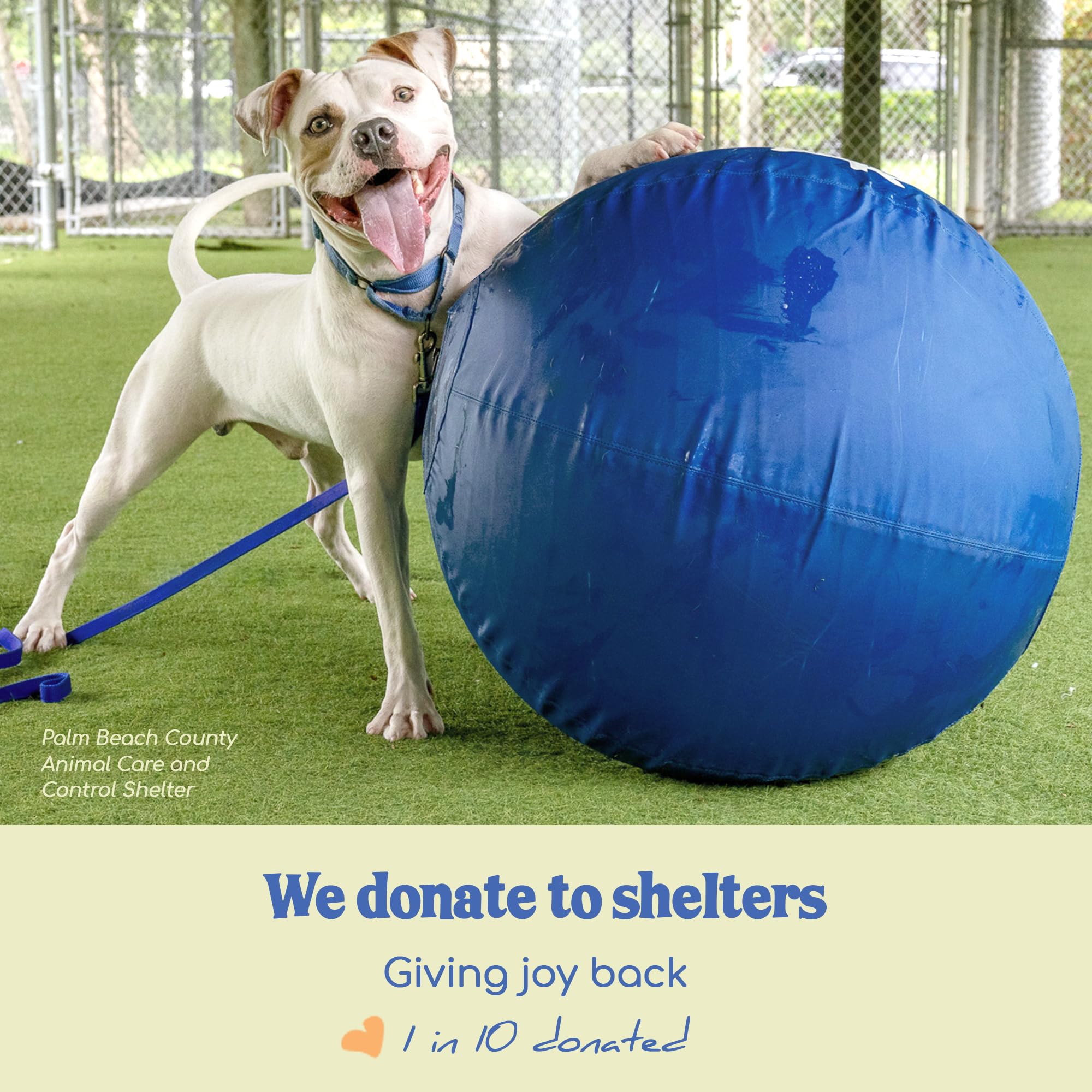 RaceHerd dogs enjoy playtime with a giant ball and smiles.