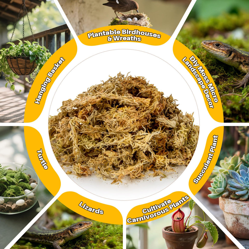 RAINFLOW sphagnum moss decorative terrarium wreath shot highlights decor versatility.