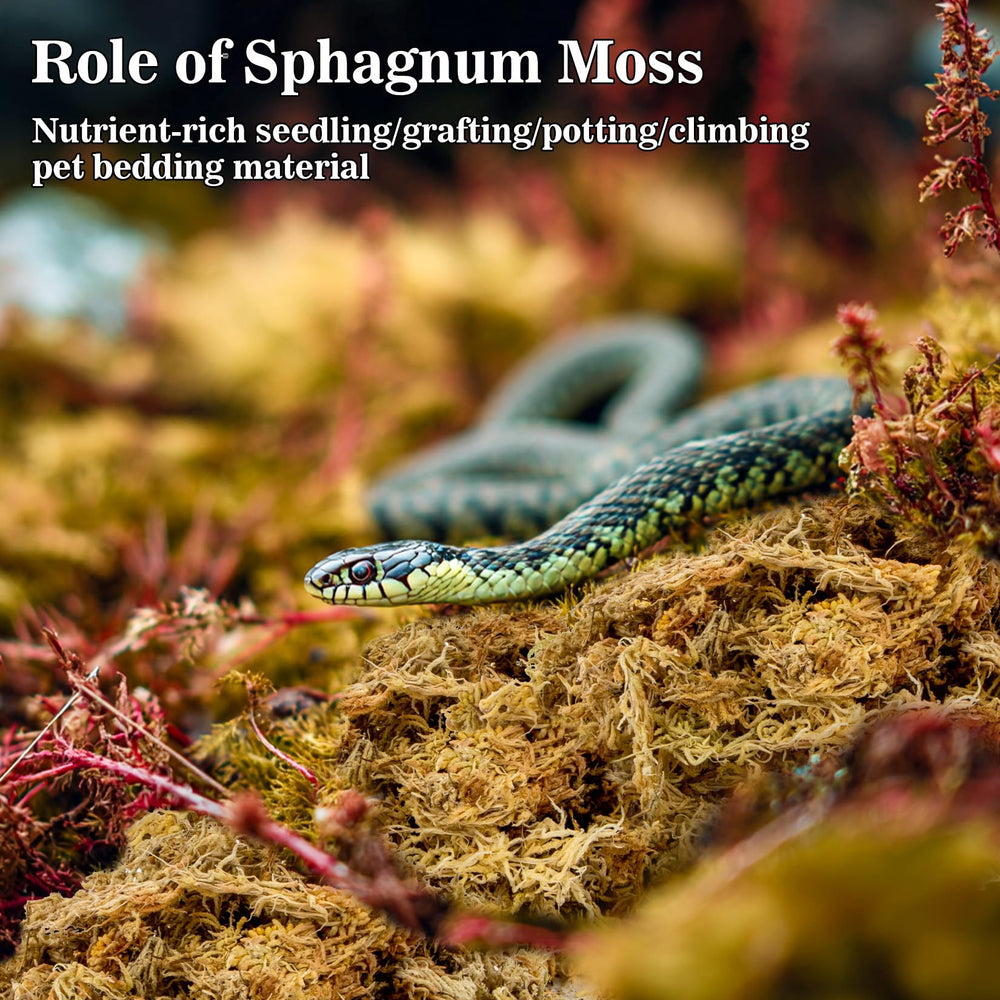 RAINFLOW sphagnum moss nesting closer shot emphasizes soft surface for natural burrowing.