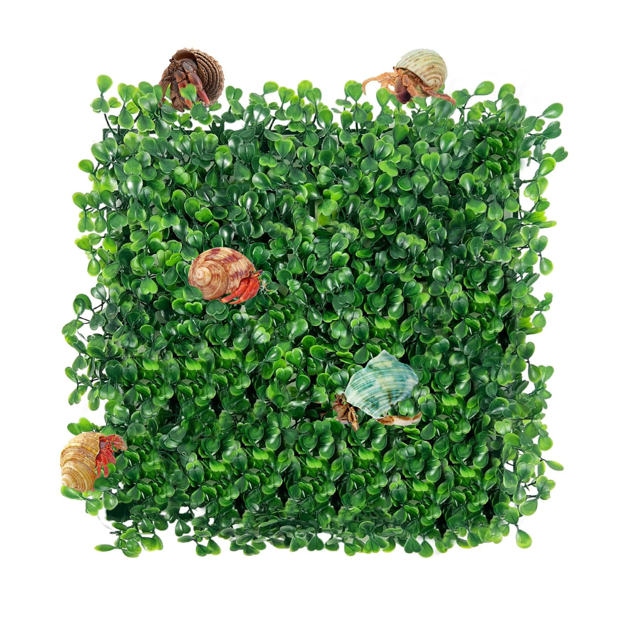 Rainmae faux grass mat with suction cups securely fixes to tank bottom for climbing