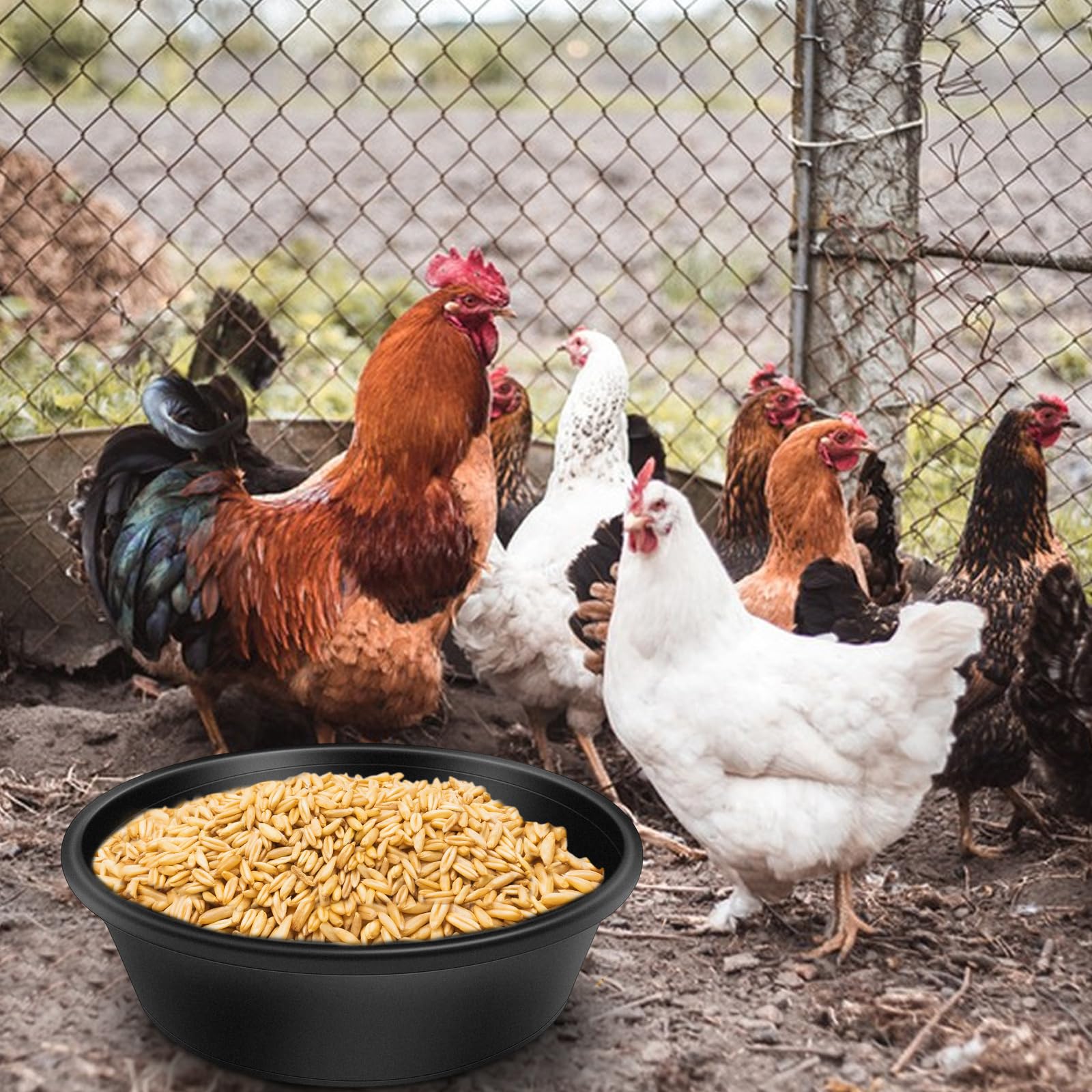 Rainmae rubber feeder pan chicken-dust-bath demonstrates dual-use as water dish