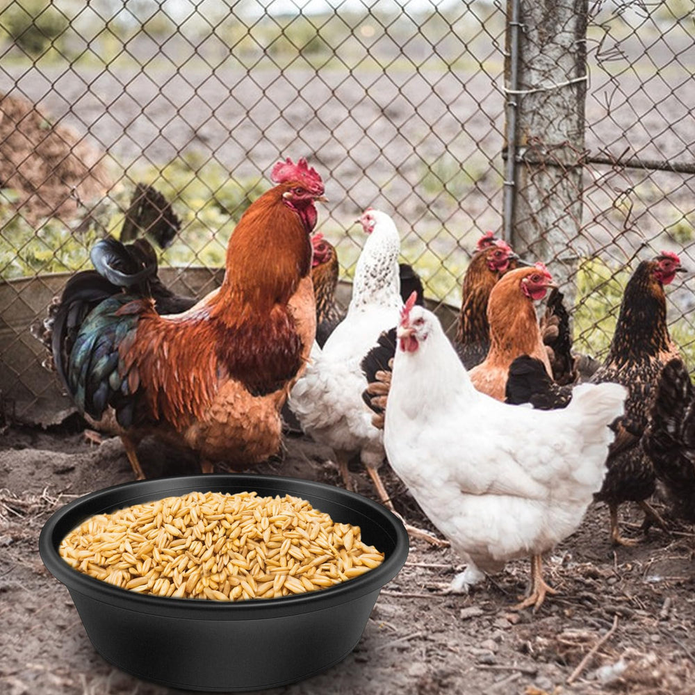 Rainmae rubber feeder pan chicken-dust-bath demonstrates dual-use as water dish