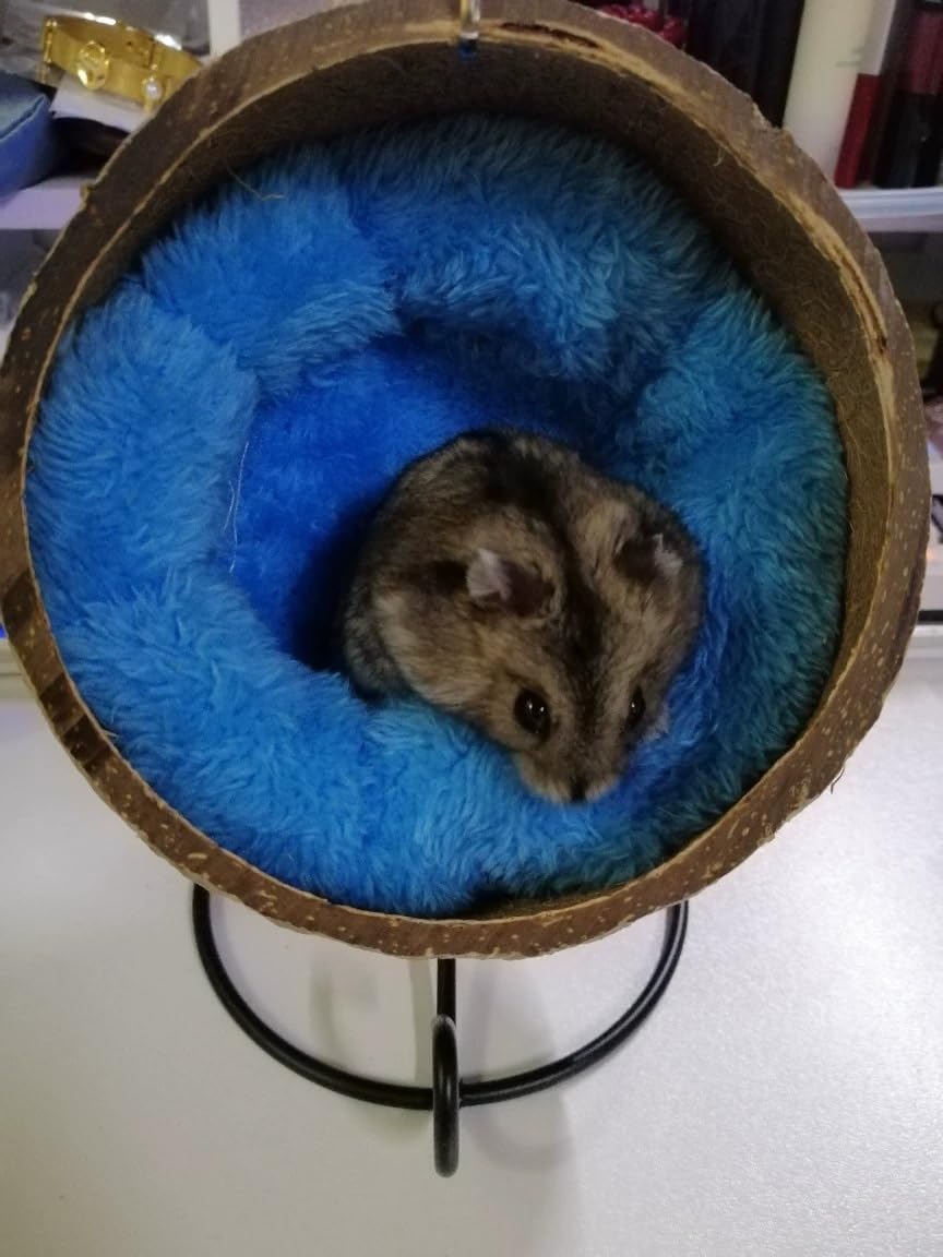 Ranslen molar sticks provide engaging gnawing play inside the coconut hideout.