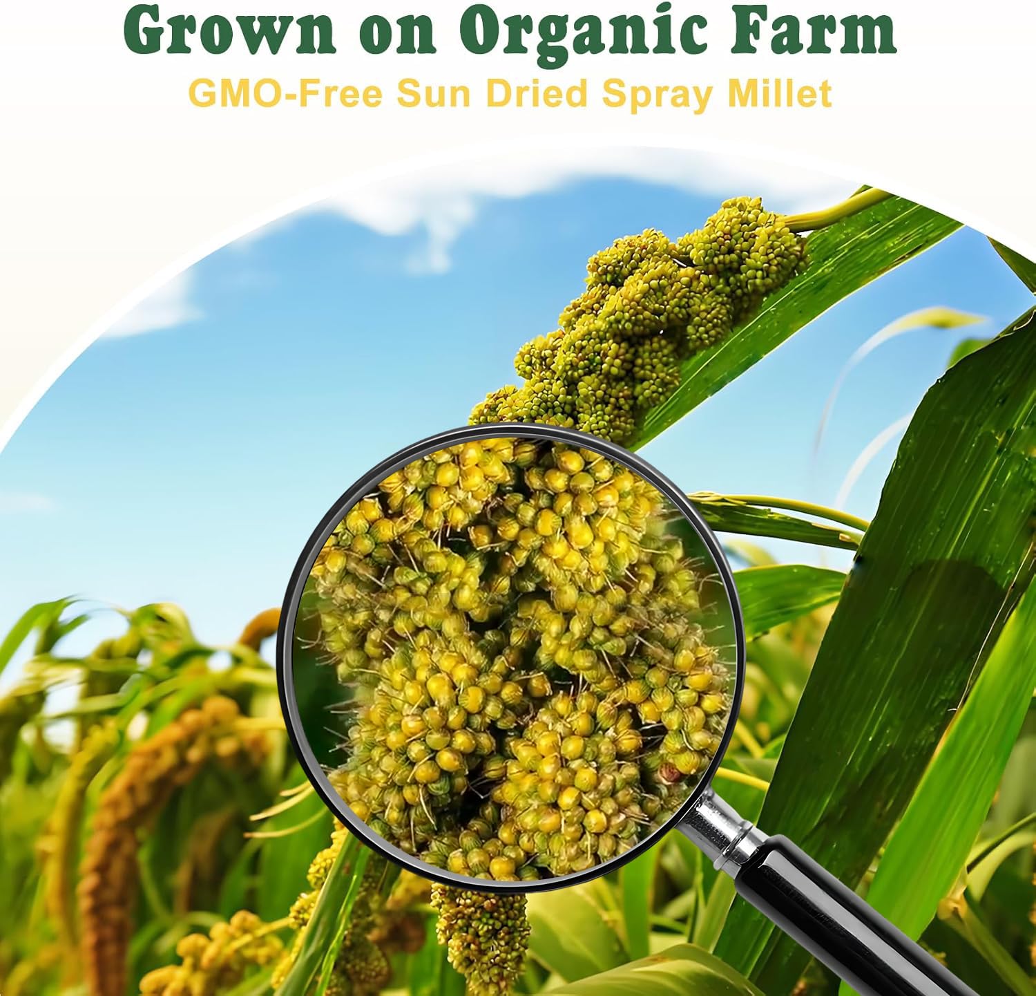 RANZ millet spray in cage demonstrates easy feeding and enrichment.