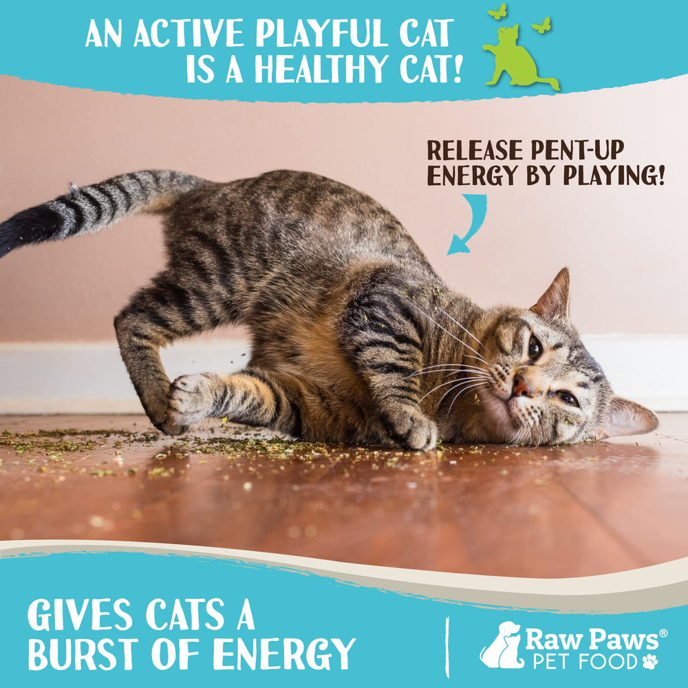 Raw Paws catnip toy refill ideas showcase extended play options