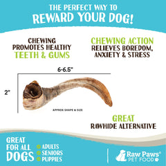 Raw Paws Lamb Horns dog chewing action illustrates boredom relief and engagement.