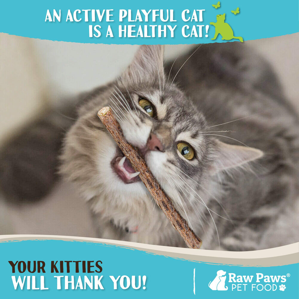 Raw Paws silvervine sticks indoor-cat-therapy scene for calm engagement and movement.
