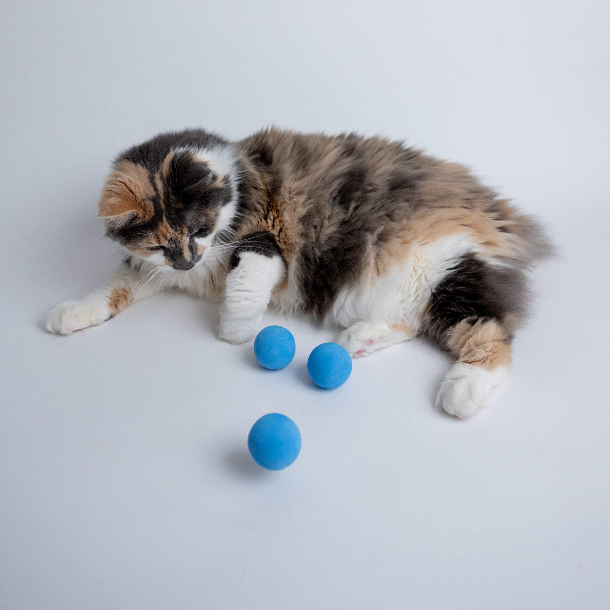 Rawry foam ball cat toy in action during a playful indoor chase