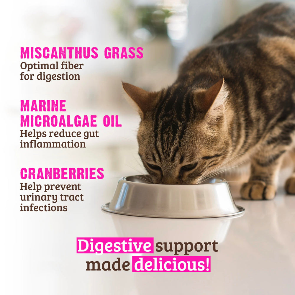 Rawz Digestive Support miscanthus fiber closeup showing prebiotic fiber source.