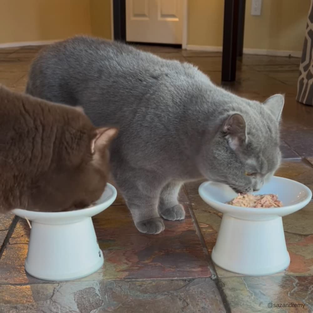 RAWZ no-gums label communicates gum-free wet food for cats.