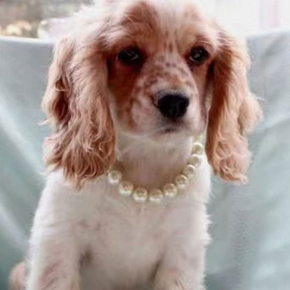 RayMinsino adorable pet pearl collar on a cat for chic party look.
