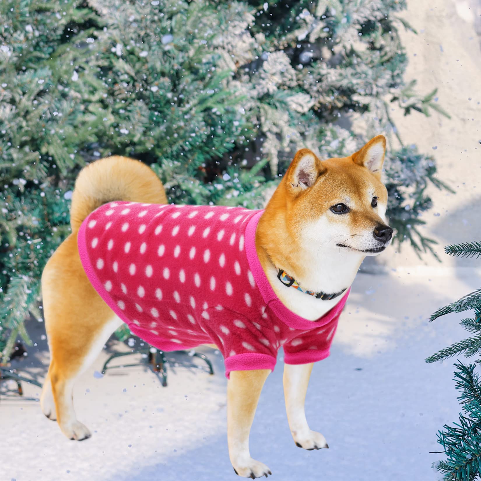 Rbenxia pet clothing in bright colors.