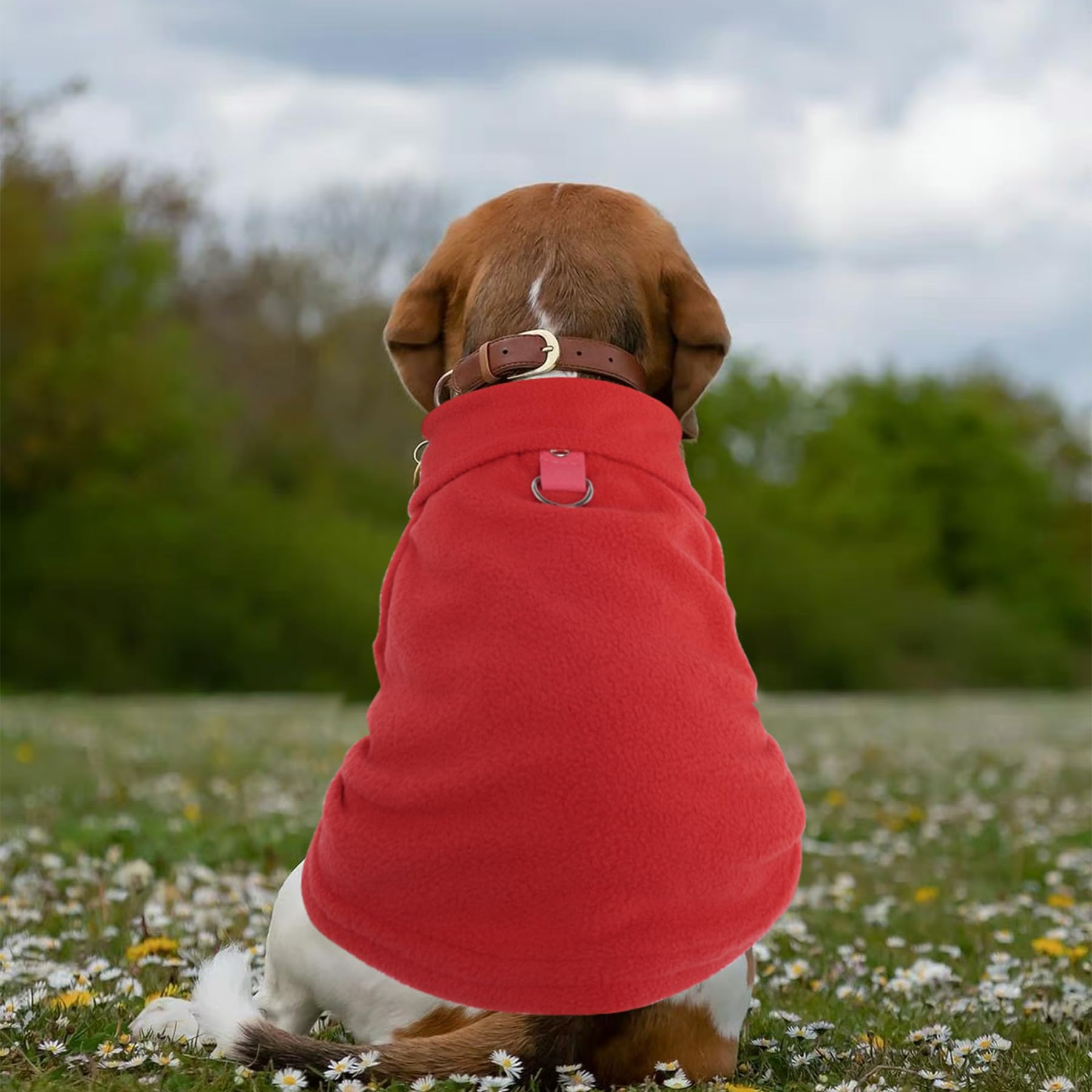 Rbenxia winter dog clothes set showcasing soft fleece and seasonal patterns.