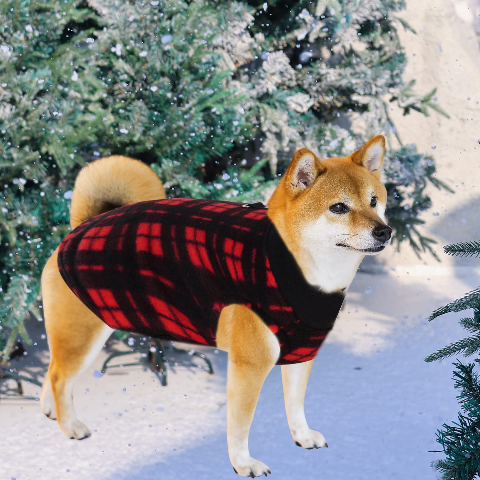 Rbenxia XS size guide on a small dog ready for chilly outings.