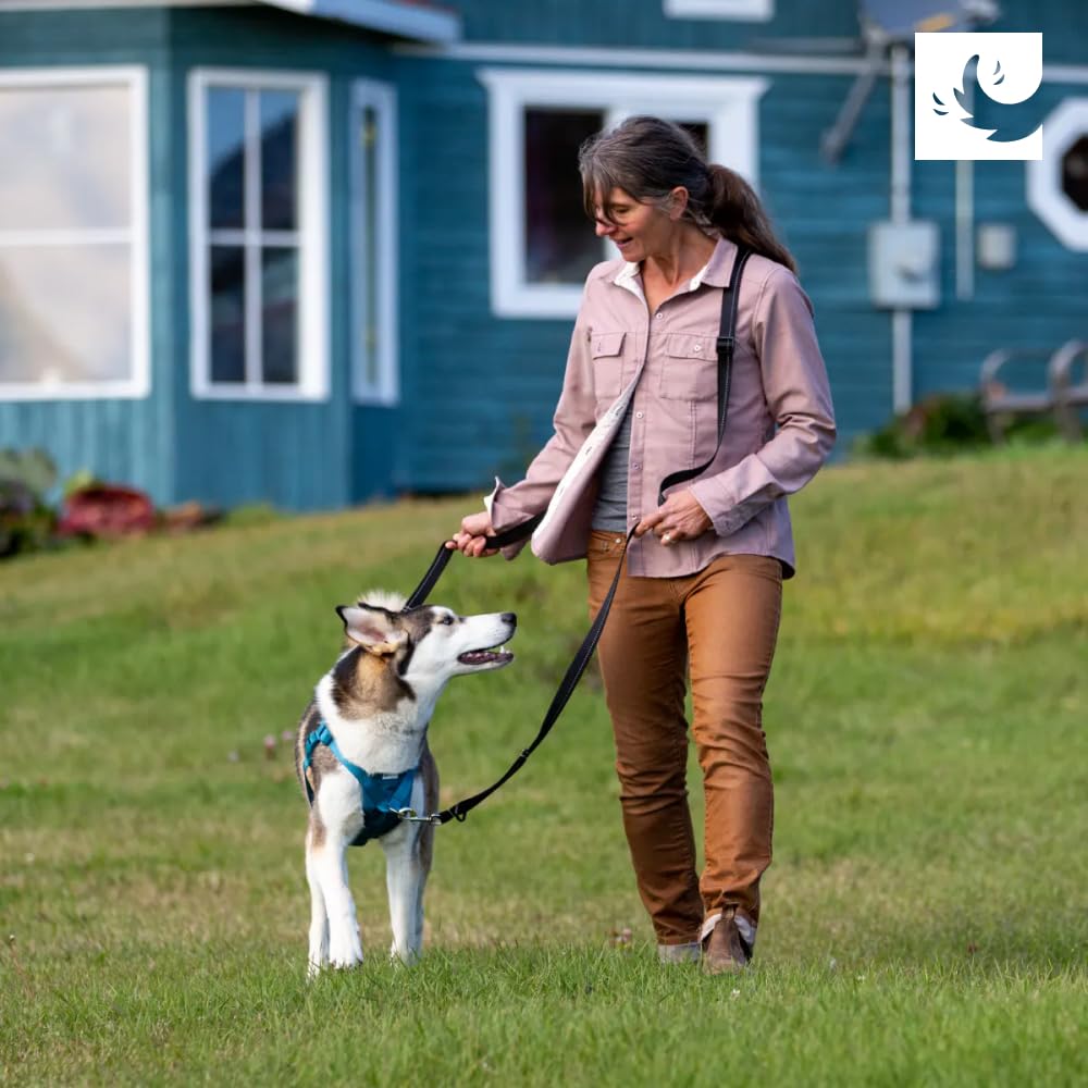RC Pets Tempo No Pull Harness small azalea color blocks stand-out style during walks.
