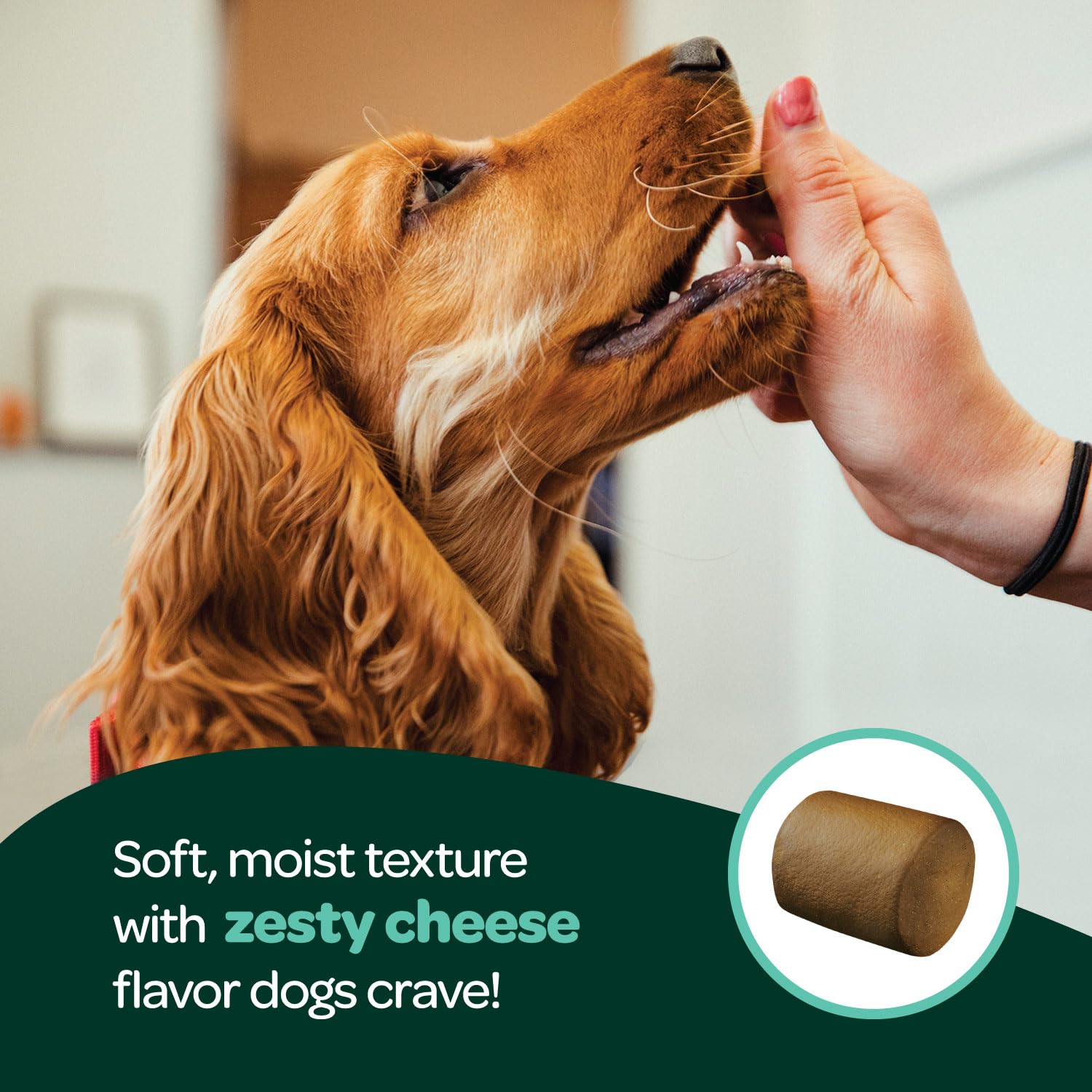 Ready Pet Go dog with shiny coat after using the skin and coat supplement.