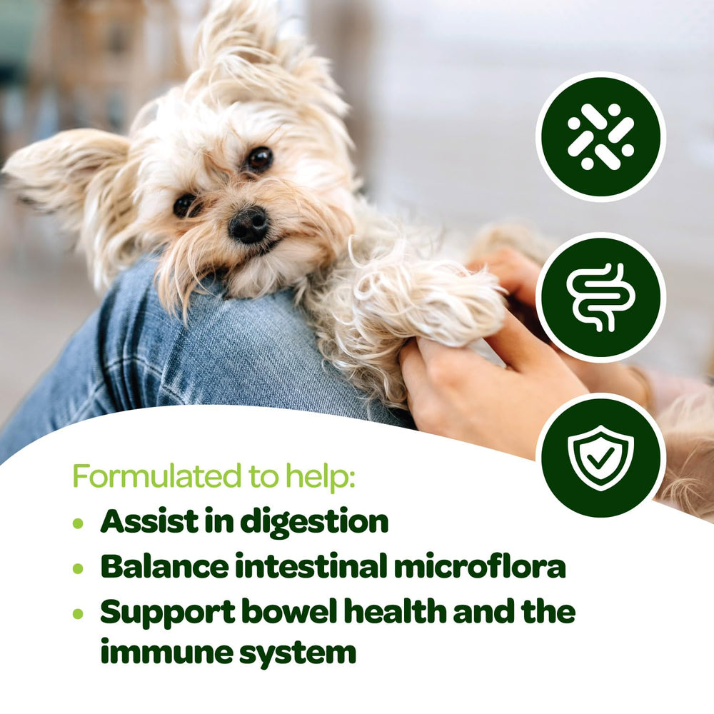 Ready Pet Go probiotic chews with digestive enzymes for canine digestive wellness.