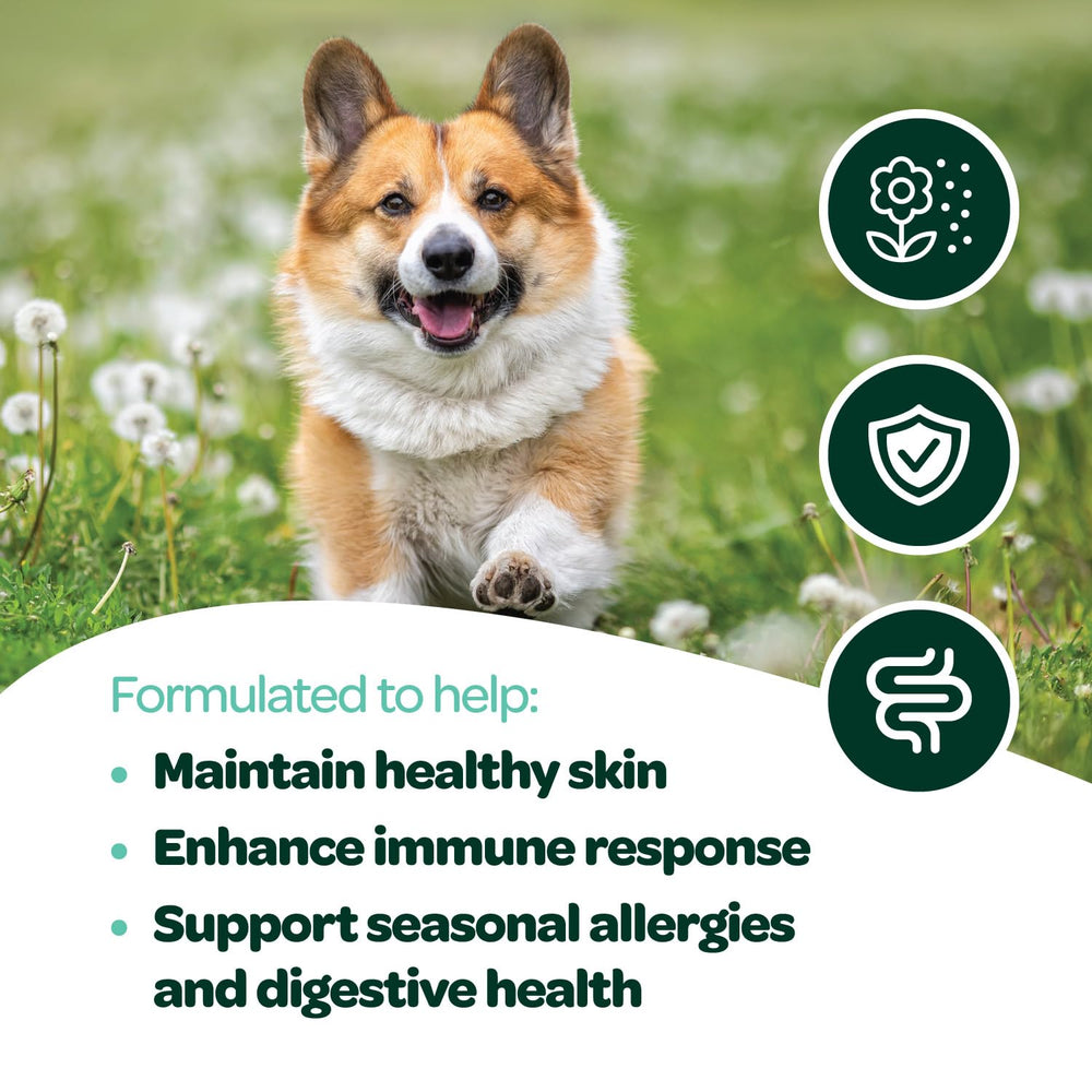 Ready Pet Go probiotic blend chews illustrate pet-friendly immune support benefits.