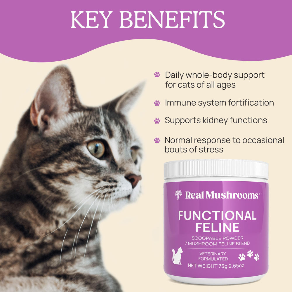 Real Mushrooms cat supplement powder added to food bowl for daily nutrition.