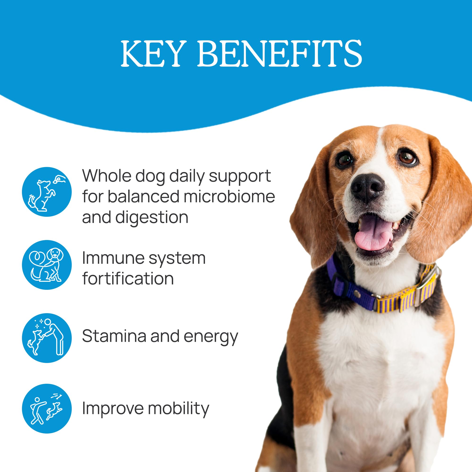 Real Mushrooms dog eating supplement—seamless daily meal integration.