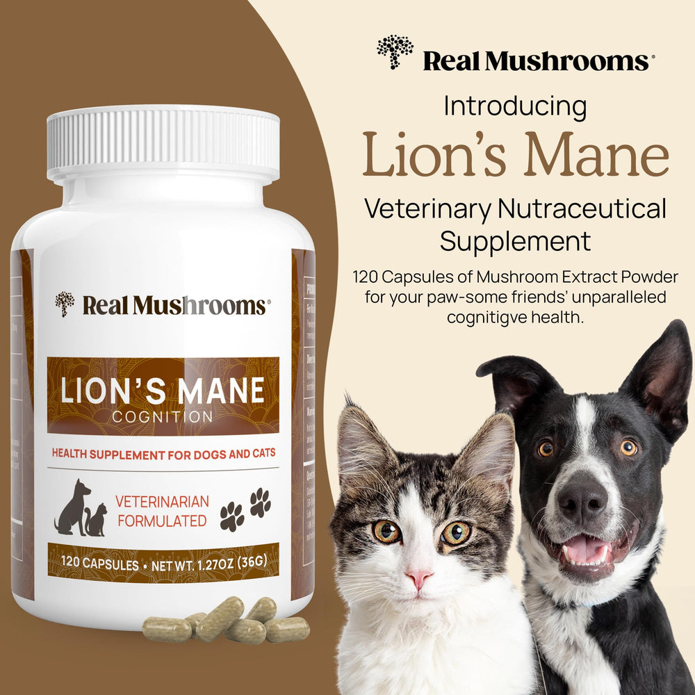 Real Mushrooms Lion’s Mane capsules close-up emphasizing clean-label formula for dogs and cats.