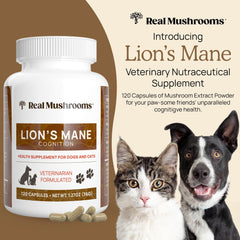 Real Mushrooms Lion’s Mane capsules close-up emphasizing clean-label formula for dogs and cats.