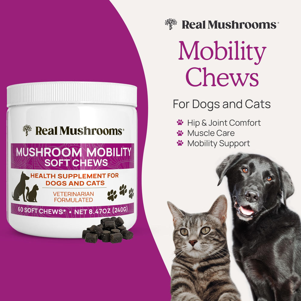 Real Mushrooms Mobility Chews dog chew closeup shows an easy-to-feed texture.
