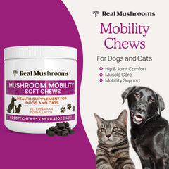 Real Mushrooms Mobility Chews dog chew closeup shows an easy-to-feed texture.