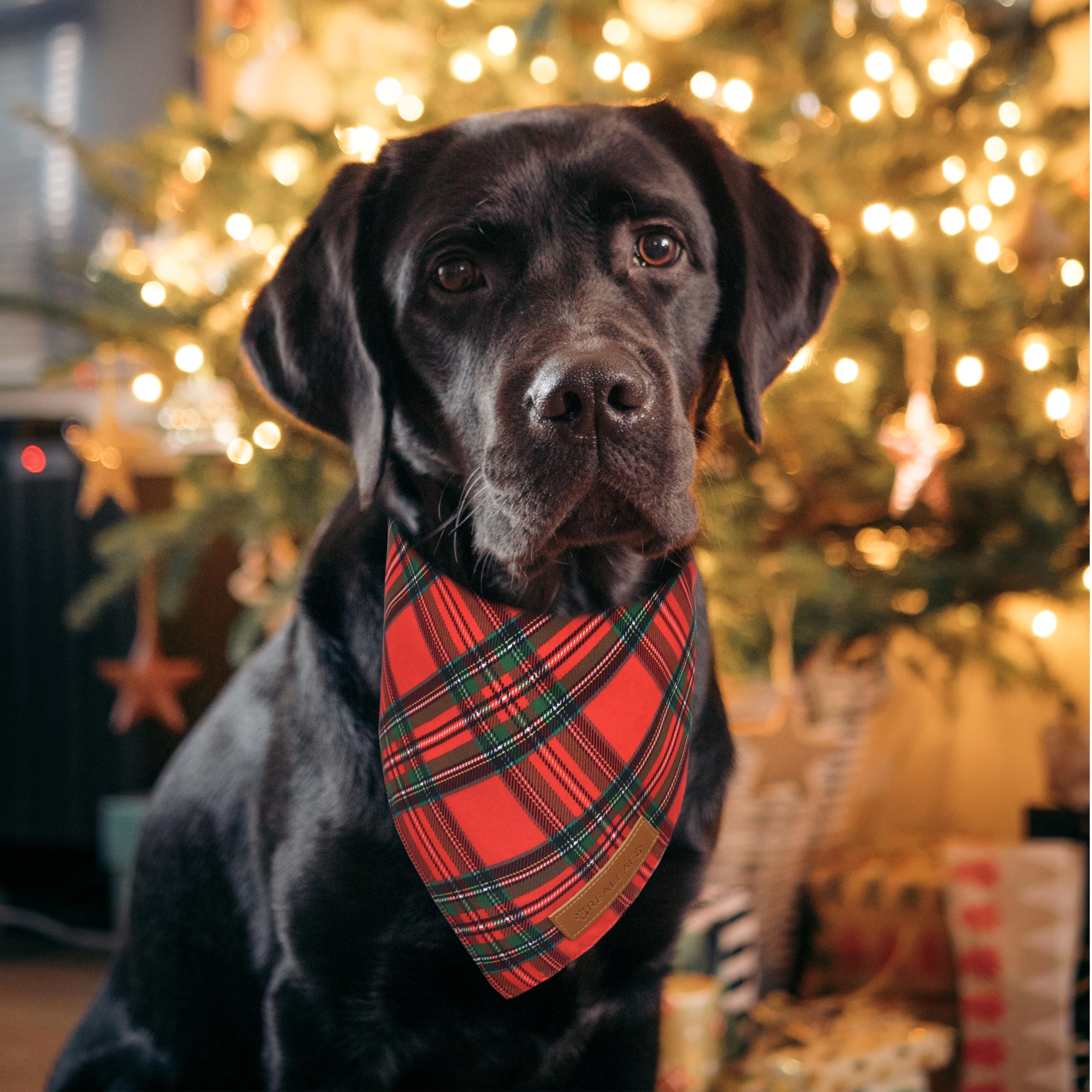 Realeaf Christmas dog bandanas on a model demonstrates festive gift-ready accessory