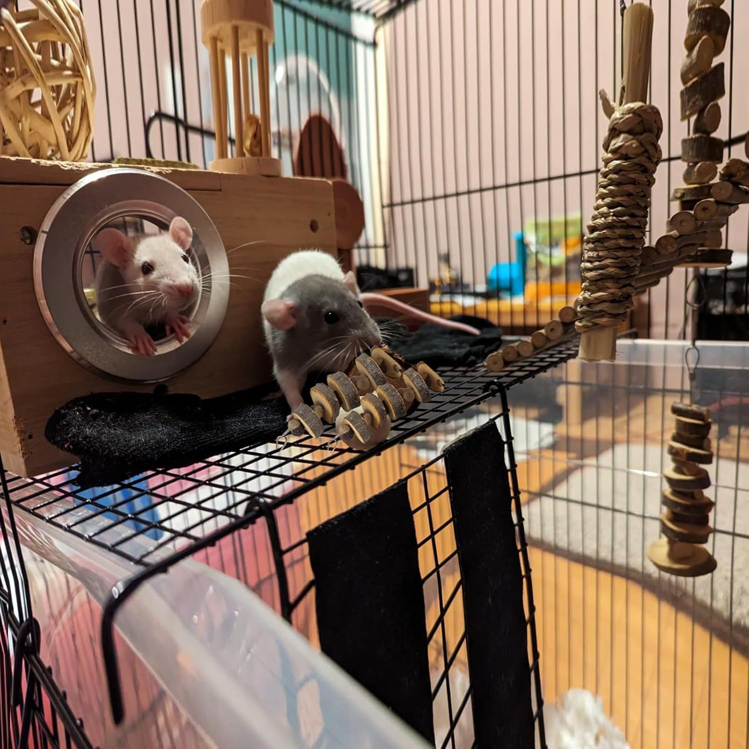 Rebecca online utilisation en intérieur — divertissement en cage
