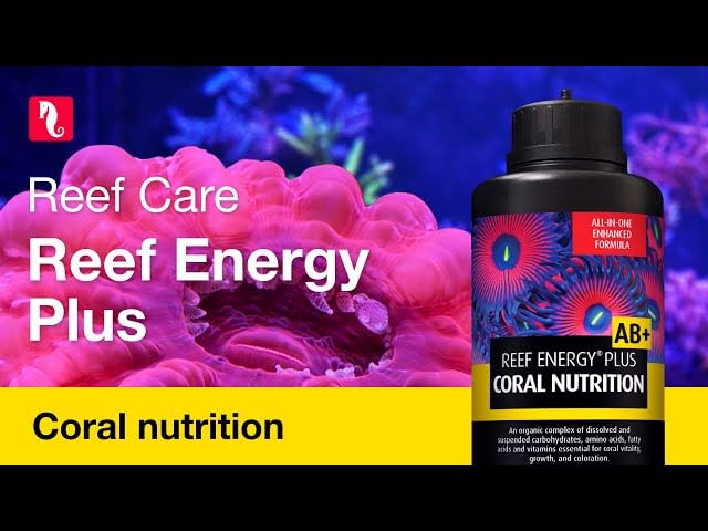 Red Sea Reef Energy Plus supports LPS coral growth and tissue expansion.