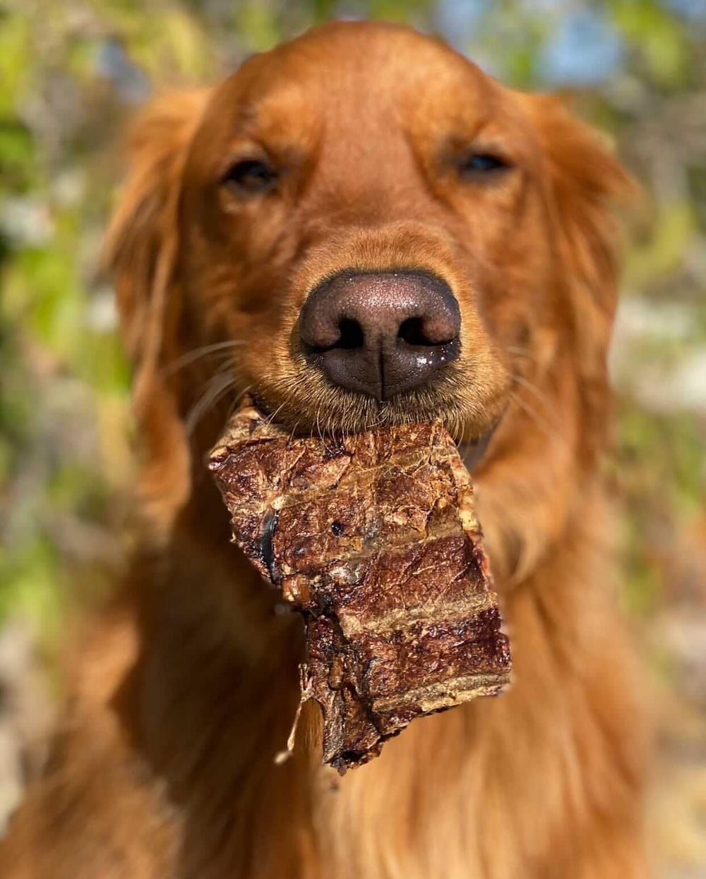 Rawhide-free branding on packaging communicates single-ingredient chew