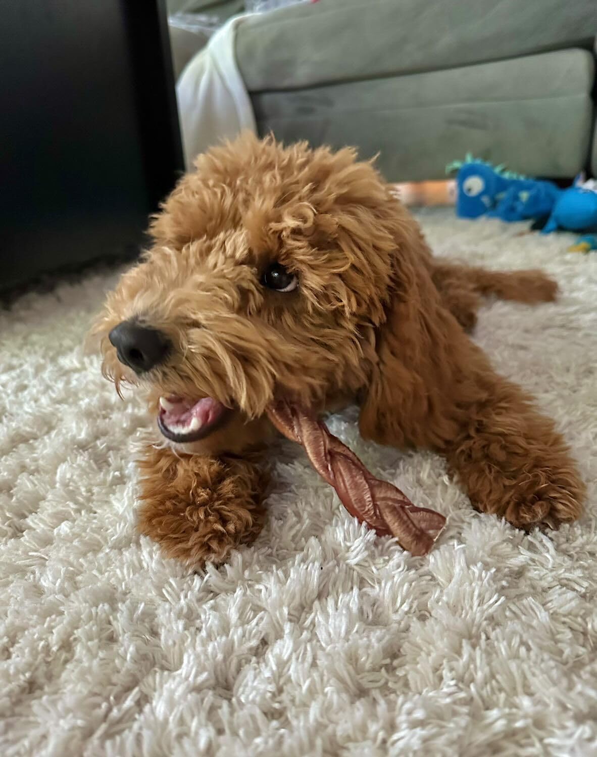 Redbarn braided bully stick 7-inch dog enjoying treat during crate time