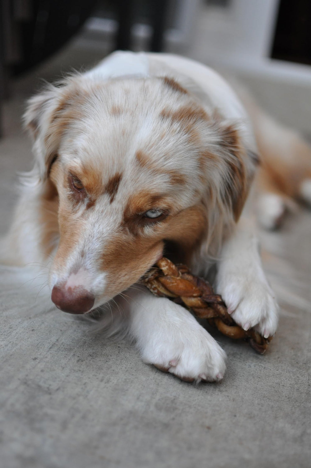 Redbarn braided bully stick 7-inch in-dish shot